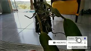 ORQUÍDEA Cattleya dolosa LINDA👍😘