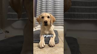 My puppy needs to know your answer  #puppy #dog #cute #viral #shortsfeed #shorts #dogshorts
