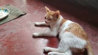 Cute kitty cat eating rice #cat