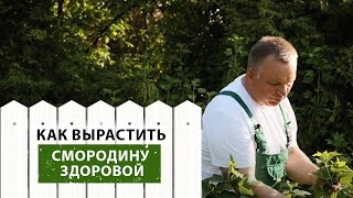 видео: Смородина. Как вырастить здоровые кусты? картинка: Смородина. Как вырастить здоровые кусты?