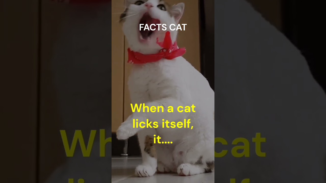 CAT VÍDEOS- FUNNY ANIMAL VIDEOS