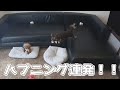 犬だけでお留守番したらハプニングが止まらなかった(汗)トイプードル・チワワ