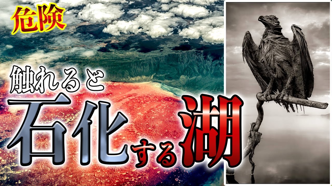 入手不可！小惑星のかけら Ｋ-Ｔ境界層（K/Pg境界頁岩）　標本 時にまつわるエトセトラ㊾ K-Pg境界 恐竜を絶滅に追いやった