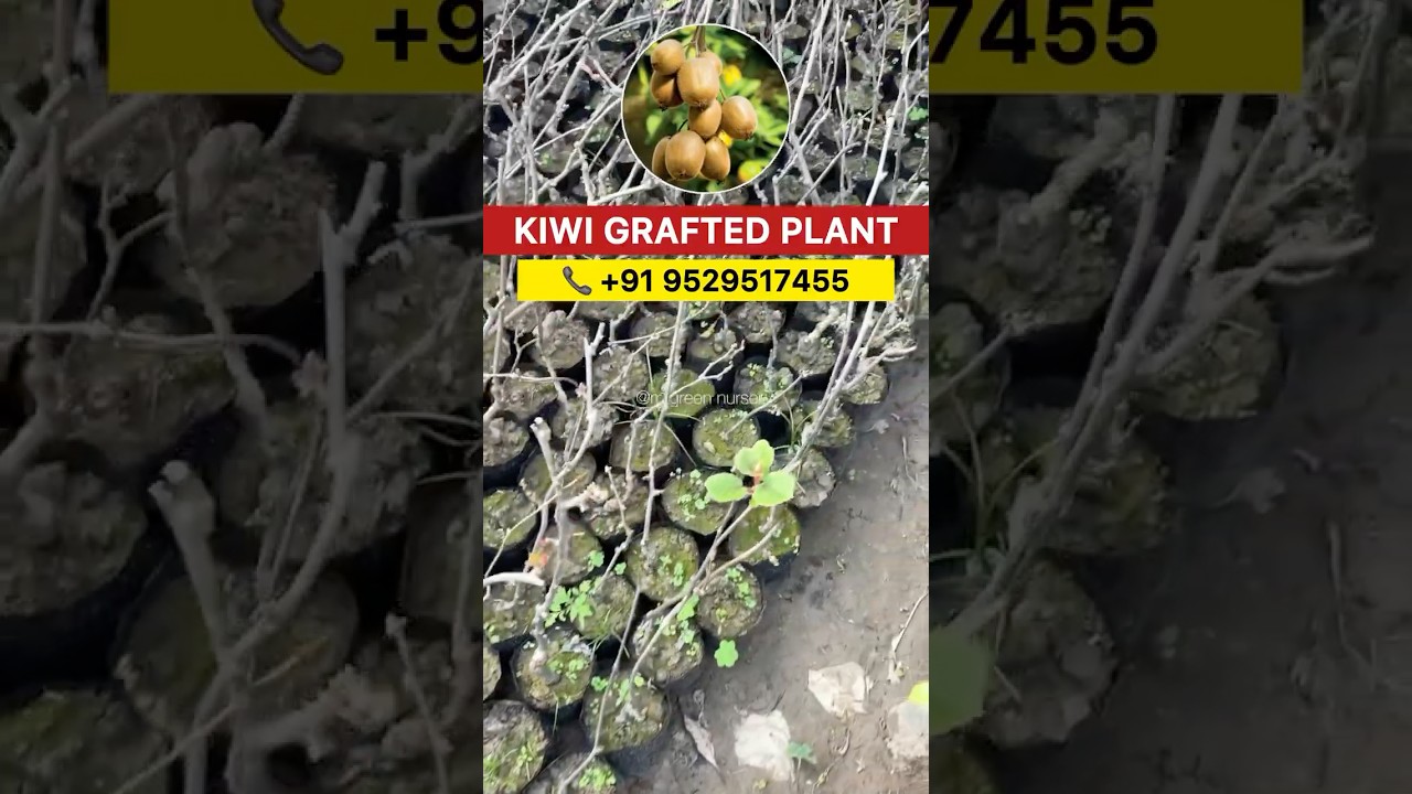 KIWI GRAFTED PLANT | all over India delivery available, wholesale price 