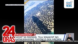 Dagat Sa Badian, Tila Sinakop Ng Napakaraming Tuyom O Sea Urchin 24 Oras