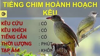 Tiếng hoành hoạch kêu CHUẨN nhử mồi đánh chim sập bẫy, Hoành hoạch mồi chuẩn