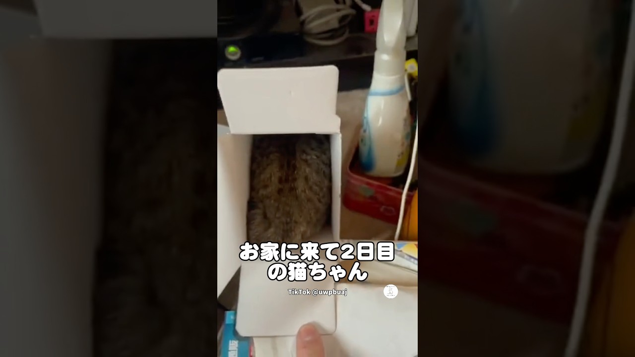 箱からポロッと出てくる猫が可愛すぎる💕 #猫 #ねこ #かわいい猫 #猫のいる暮らし #かわいい