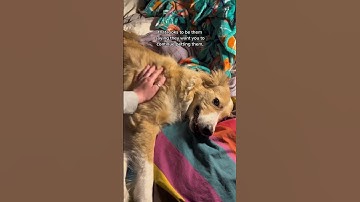 Canine body language: consent tests!