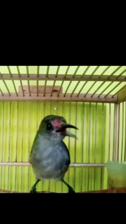burung murai air ombyokan gacor#muraiairgacor #masteranmuraiair #masteran #shorts