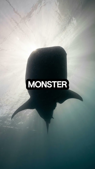 The Bloop: Deep Ocean’s Greatest Mystery 😱 | Variety Vista #shortsfeed  #scienceshorts #oceansounds
