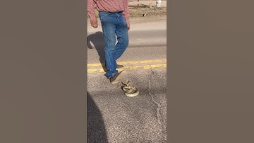 Removing a snake out of the road. #snakes #wildlife #gophersnake #Arizona