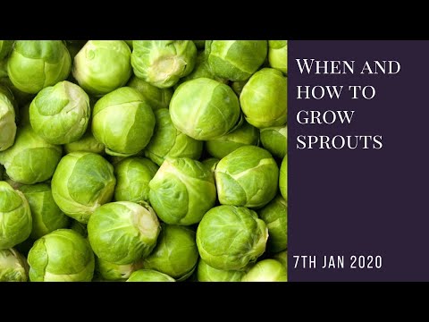 Vidéo: Brussels Sprout Care - Fixation des têtes à feuilles mobiles et mal formées