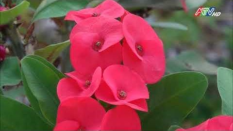 LỄ CÔNG BỐ QUYẾT ĐỊNH CỦA CHỦ TỊCH UBND TỈNH AN GIANG CÔNG NHẬN XÃ AN BÌNH ĐẠT CHUẨN NÔNG THÔN MỚI N