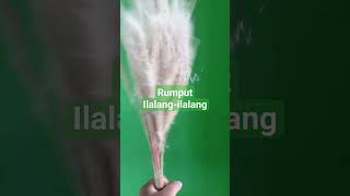 Download Lagu Rumput ilalang MP3