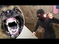 Guard dog: german shepherd attacks intruder, family returns to find blood on the walls - TomoNews Guard dog: german shepherd attacks intruder, family returns to find blood on the walls - TomoNews