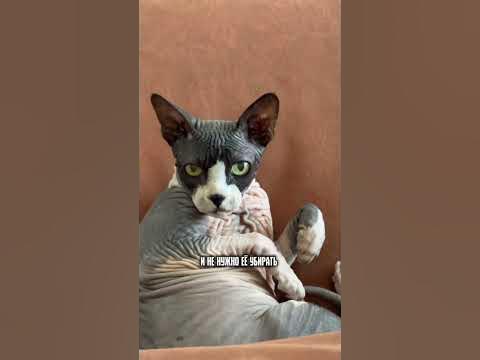 СФИНСКС - YouTube
