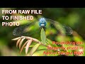 FROM RAW FILE TO FINISHED PHOTO: Editing the Dragonfly in Adobe Camera RAW