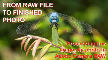FROM RAW FILE TO FINISHED PHOTO: Editing the Dragonfly in Adobe Camera RAW