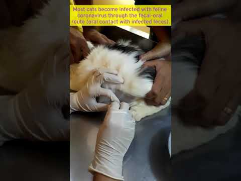Video: Sådan behandles urinvejsinfektioner hos katte: 6 trin