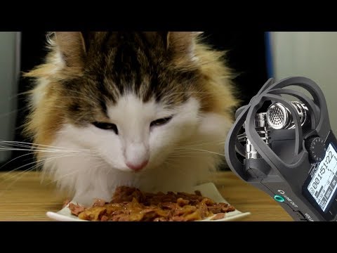 ［ASMR］猫が餌を食べる動画［フィリックス やわらかグリル  ゼリー仕立て ツナ ］