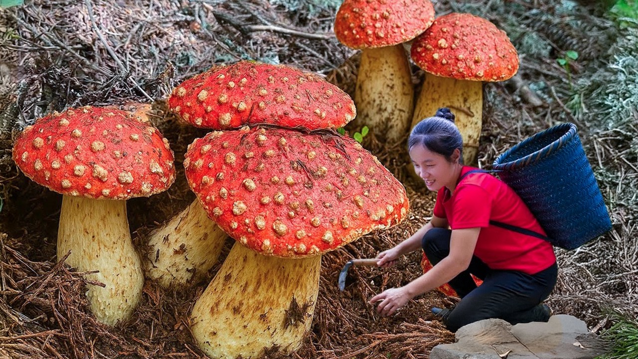 Harvest Wild Earth Mushroom from Steep Hill Goes to market Sell, Mushroom recipes | Susan Daily Life