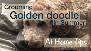 Grooming Goldendoodle / Summer / Self Taught / At Home Tips