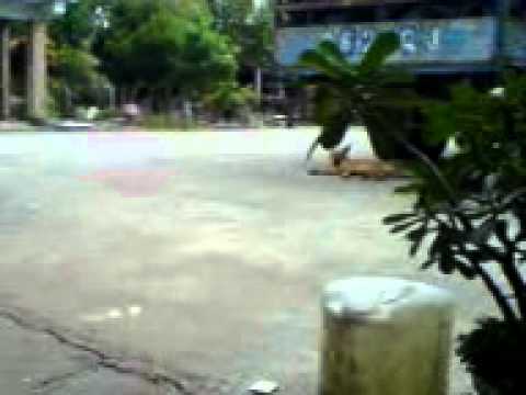 碰董與錢董 (小心爆音!! 還有後段的呼呼聲不是我 囧 )