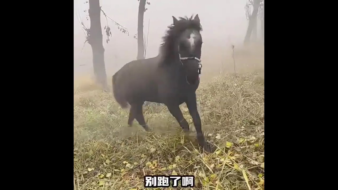 动物缺德行为大赏#缺德动物#动物的迷惑行为#动物缺德行为大赏#看一遍笑一遍