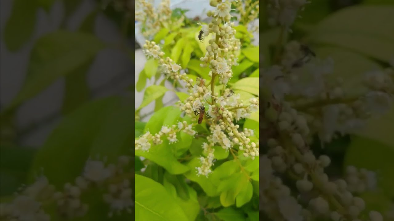Pollination by Bees | Entomophily | Bees are one of the greatest pollinators| Plant reproduction