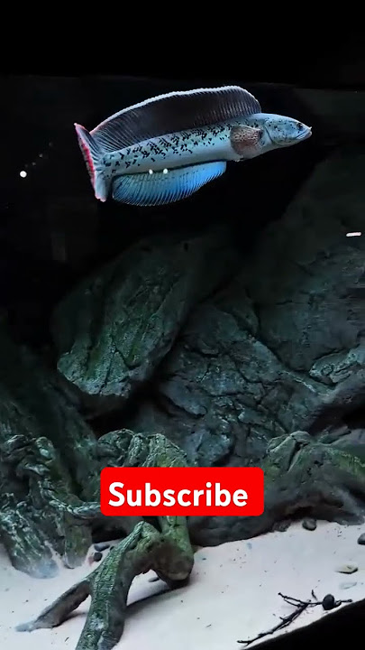 Ikan Channa tamil 🐟#viralvideo #fishing #aquarim #trendingshorts #aquarium #pets #aquariamfish