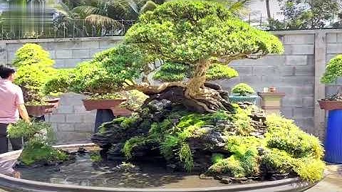 Những tiểu cảnh tuyệt đẹp vườn Ngọc Hiện Bonsai (Bình Dương)