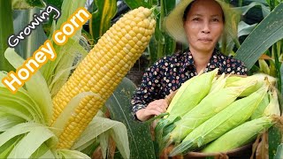Growing Honey Corn From Seeds Till Harvest / Sweet Corn / How to grow sweet corn by NY SOKHOM