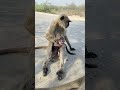 #monkey #cute #animals #youtubeshorts #ekmotahathighumechala #funny
