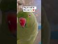 Mithuu Loves Mummy The Most 🥹💖 #2026 #parrot #mom #momlove #bestmom #shorts