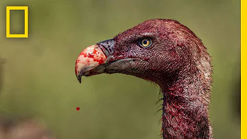 Vultures - Photographing the Antiheroes of Our Ecosystems | Exposure