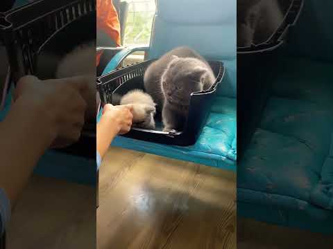 Video: Kediniz Seni Seviyor mu?