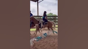 Cool smell from horse ass 🤣🤣#horse #funnyreel #animal #pet #horseriding #viralreel #trendingvideo
