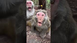 Мама я не хочу кушать гренки #monkey #манки #memes #shorts