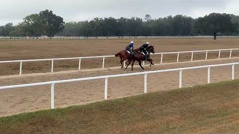 12/5/25 Nyquist/Justify Yearlings