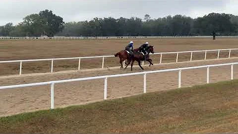 12/5/25 Nyquist/Justify Yearlings