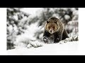 Wildlife Photography - Snow Day with Grizzly Bears