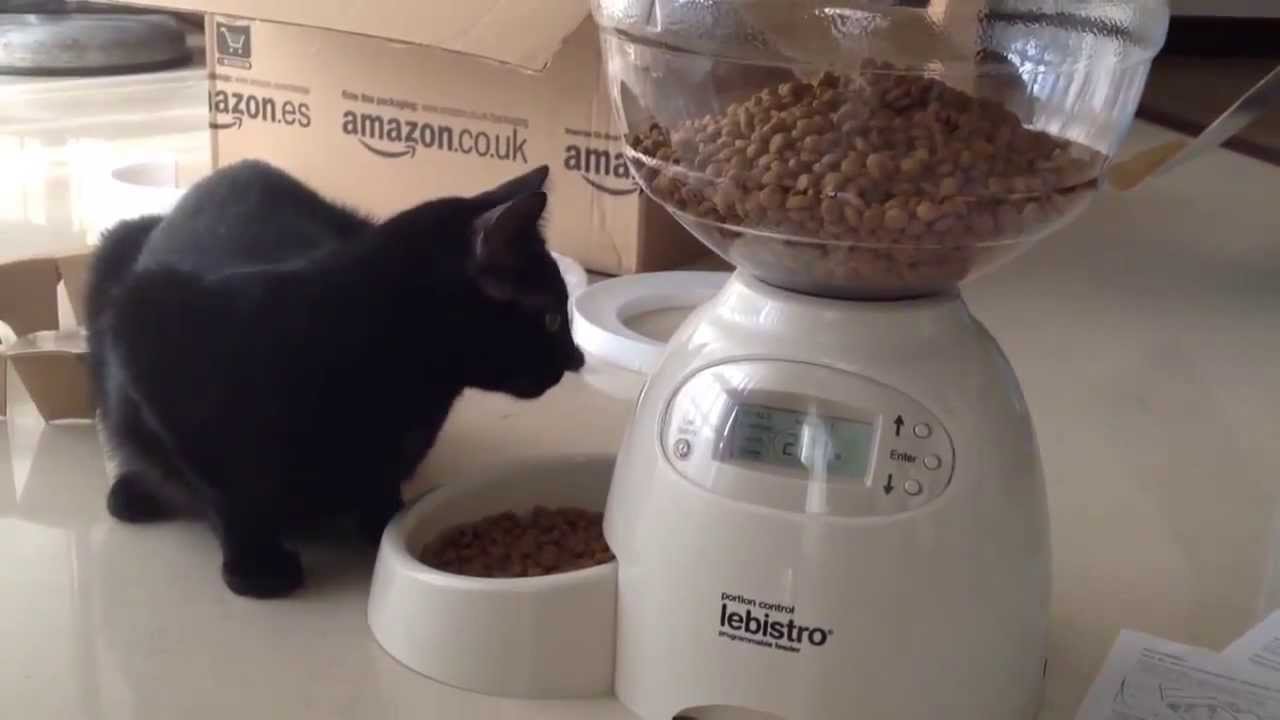 bistro pet feeder