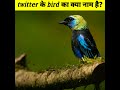 twitter ka logo🤔#shorts #youtubeshorts