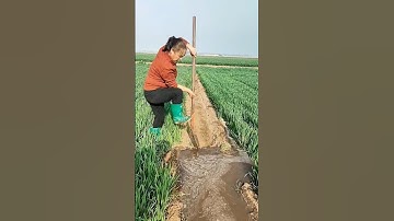 Line change process for water irrigation in paddy fields