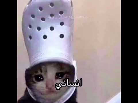 اغنية القطة المشمشية الذي ابكت الملايين