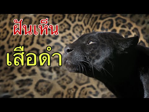 ทำนายฝันchannel/ฝันเห็นเสือดำ/เสือดำ