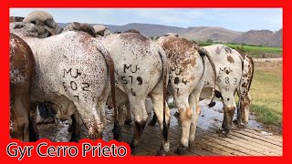 🏆 GYR LECHERO ®️ CERRO PRIETO 🏆 PARTE 2