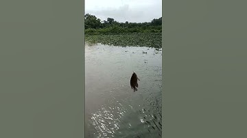 câu cá mùa nước nổi ❤️