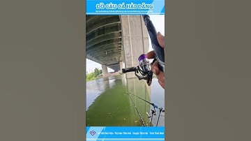 CÁCH NÉM MỒI CÂU ISO#docauhaidang#docaucahaidang