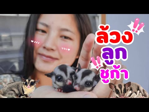 ล้วงลูกชูก้าไกรเดอร์ออกจากพ่อแม่มาป้อนเองทำยังไง? #ชูก้าไกลเดอร์ #SugarGlider